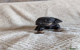 Dachshund dogs for sale: Dachshunds  - Image 19
