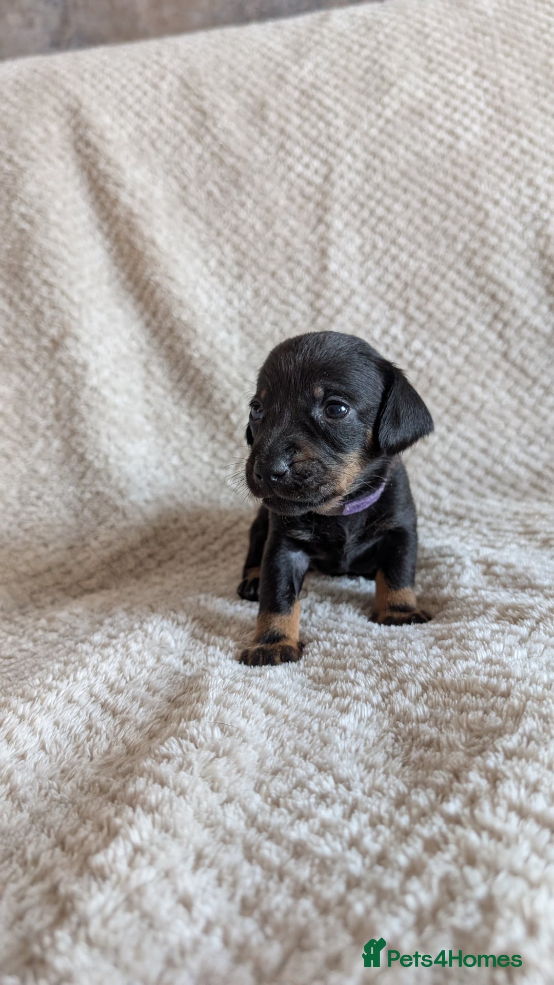 Dachshund dogs for sale: Dachshunds  - Image 19