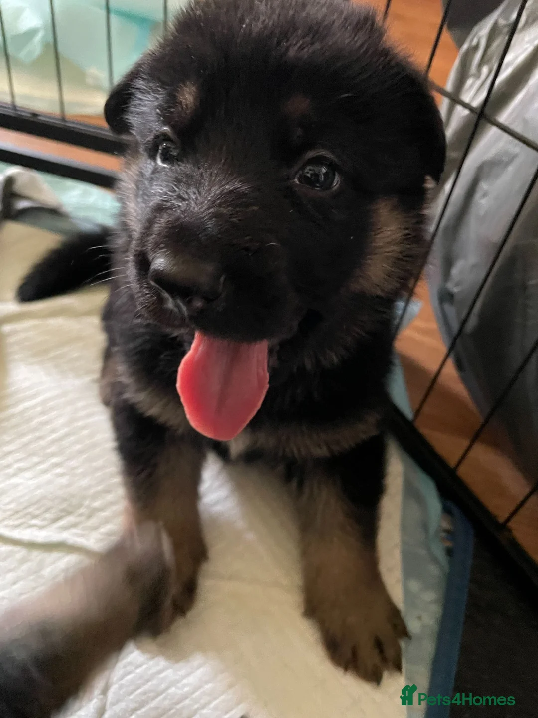 German Shepherd dogs for sale: German shepherd puppy for sale! Only 1 Girl left! - Advert 1