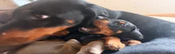 Dobermann dogs for sale: Doberman Champion health tested pup  - Advert 6