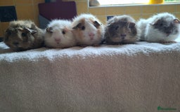 Guinea Pig rodents for sale: Baby Male Guineapigs  - Image 11