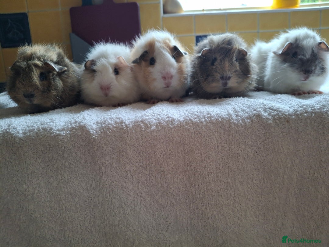Guinea Pig rodents for sale: Baby Male Guineapigs  - Image 11