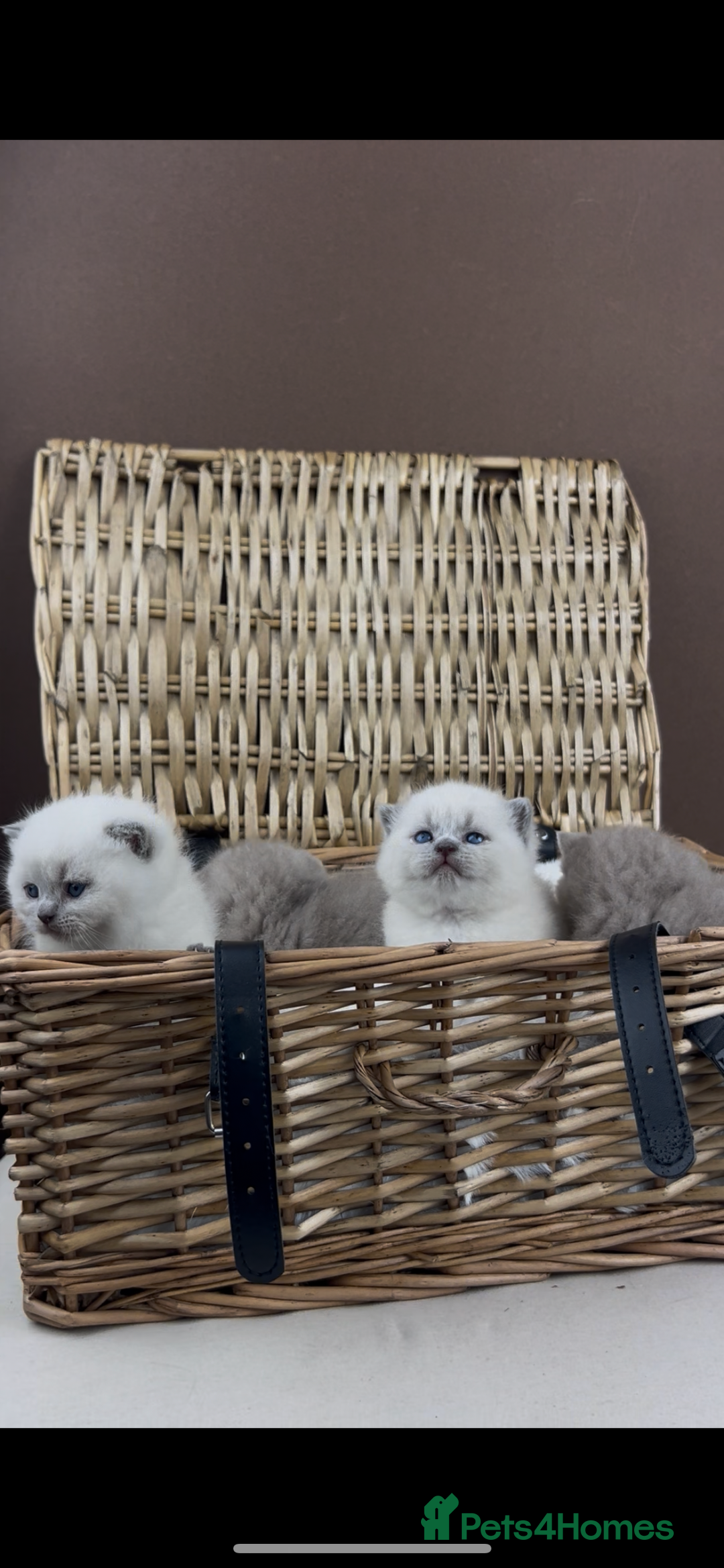 British Shorthair cats for sale: GCCF Health tested British Shorthaired kittens - Image 5