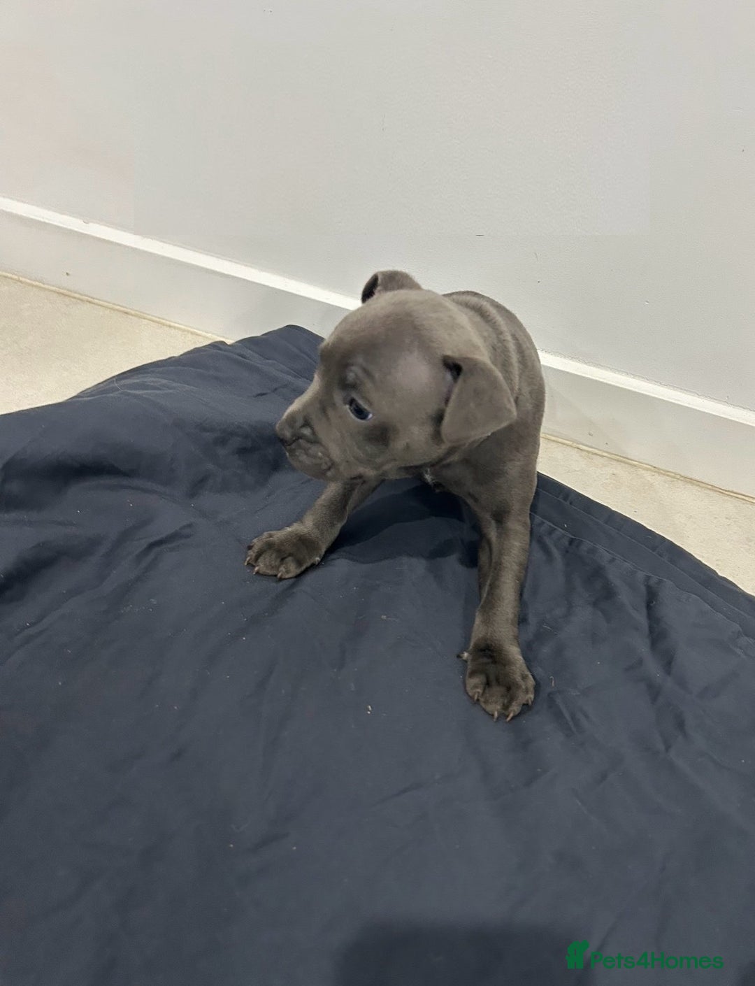 Staffordshire Bull Terrier dogs for sale: Healthy Favoured Blue Staffys for sale.  - Image 4