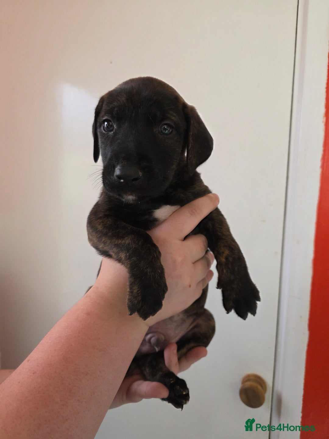 Mixed Breed dogs for sale: Mixded  - Image 3