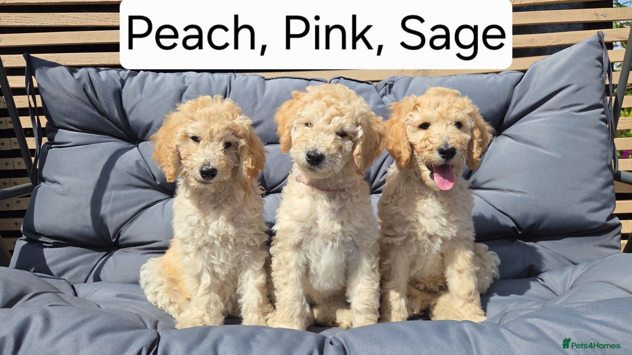 Labradoodle dogs Standard Multigeneration Labradoodle Backcross - Advert 2