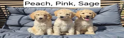 Labradoodle dogs for sale: Standard Multigeneration Labradoodle Backcross - Advert 1