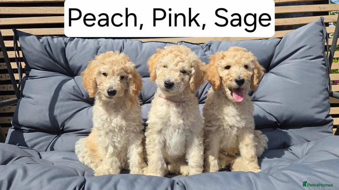 Labradoodle dogs for sale: Standard Multigeneration Labradoodle Backcross - Advert 1