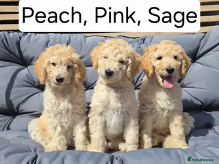 Labradoodle dogs Standard Multigeneration Labradoodle Backcross - Advert 2