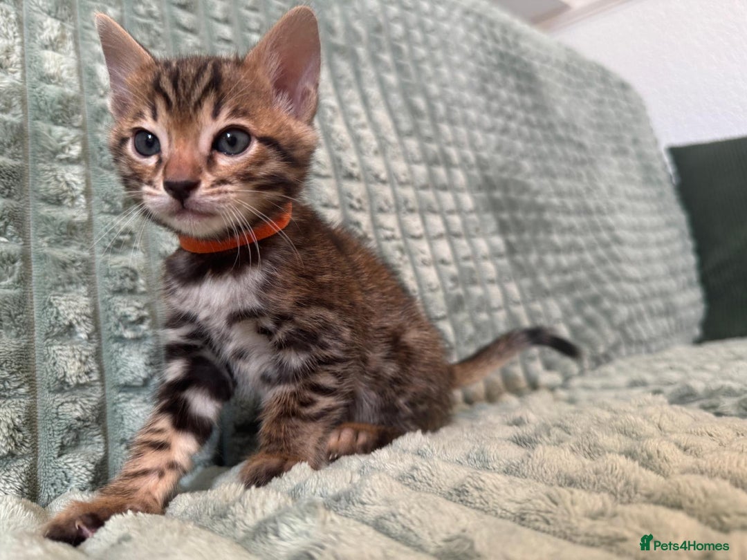 Bengal cats for sale: Pure bengal kittens  - Image 8