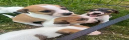 Jack Russell dogs for sale: Jack Russell puppies for sale  - Advert 3
