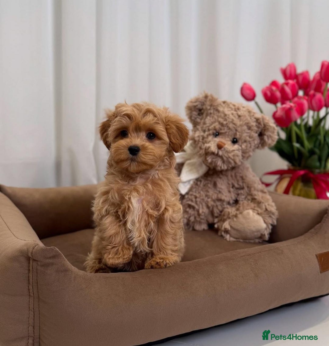 Maltipoo dogs for sale: Beautiful Best Friends Maltipoo toy puppies - Image 5