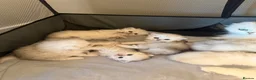 British Longhair cats for sale:  STUNNING RARE SILVER-GOLDEN BLH KITTENS AVAILABLE - Advert 3