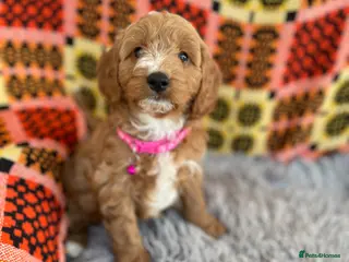 Cavapoochon dogs Cavapoochon boys and girls - Advert 2