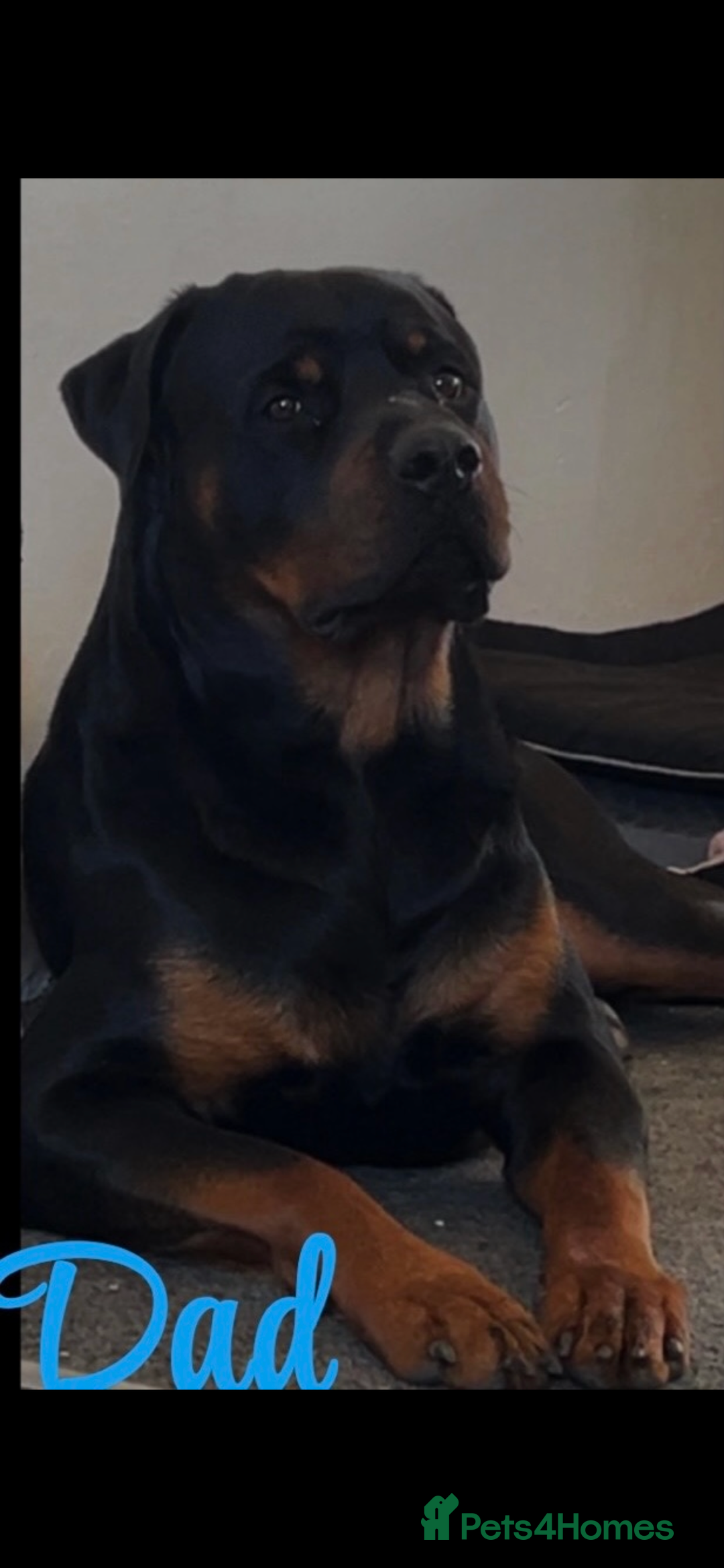 Rottweiler dogs for sale: ⭐ LAST THREE ROTTWEILER PUPPIES LEFT ⭐  - Advert 4