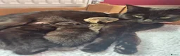 Mixed Breed cats for sale: 3 beautiful kittens needing forever homes  - Advert 7