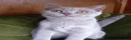British Shorthair cats for sale: Quality registered GCCF kittens  - Advert 4