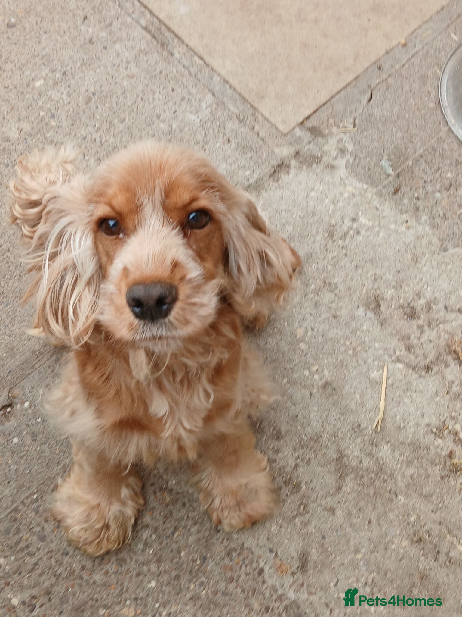 Cocker Spaniel dogs  unspayed golden cocker spaniel bitch for sale - Advert 12