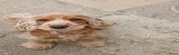 Cocker Spaniel dogs for sale:  unspayed golden cocker spaniel bitch for sale - Advert 1
