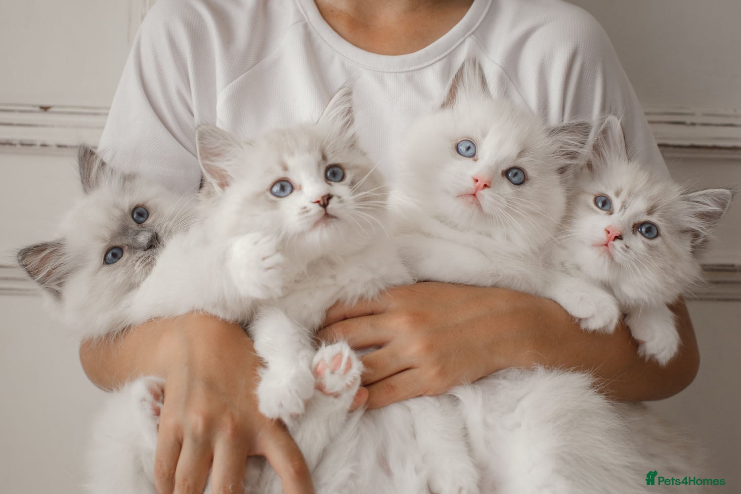 Ragdoll cats the Best Ragdoll kittens - Advert 7