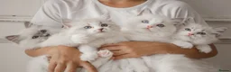 Ragdoll cats for sale: Seal Lynx Bicolour Ragdoll female ready now 💕 - Advert 5