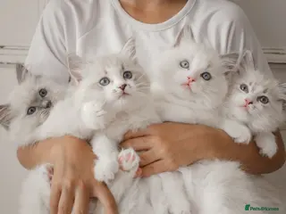 Ragdoll cats the Best Ragdoll kittens - Advert 7