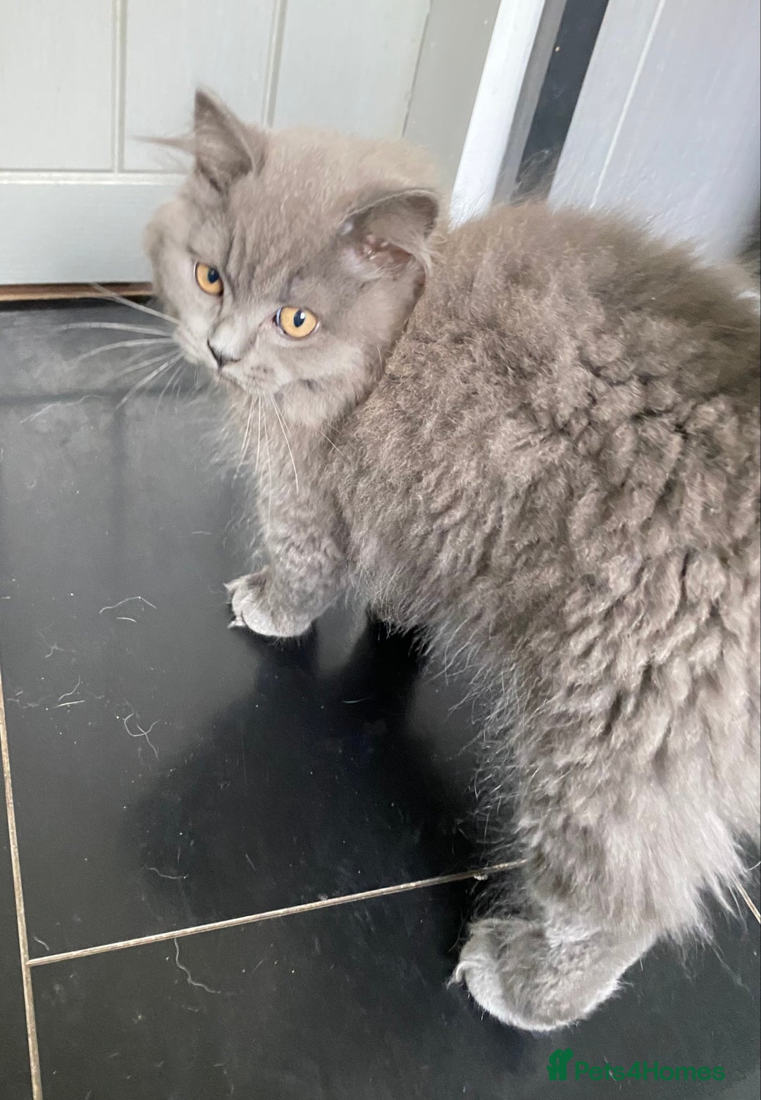British Shorthair cats for sale: British short and long haired kittens ready to go - Image 4
