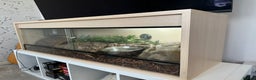 Python Snake reptiles for sale: Royal python with enclosure to a good home - Advert 6