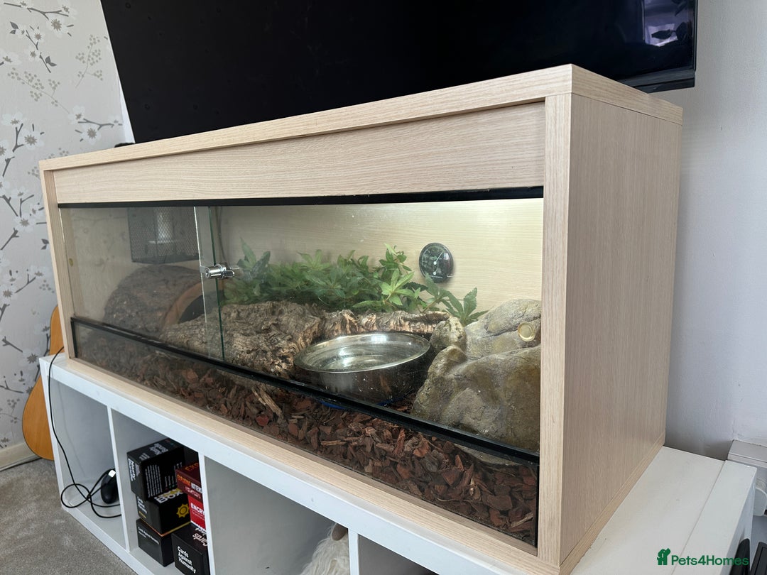 Python Snake reptiles for sale: Royal python with enclosure to a good home - Advert 6