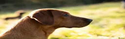Labrador Retriever dogs for sale: Outstanding fully health tested fox reds  - Advert 4