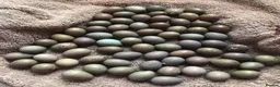 Quail poultry for sale: CHINESE PAINTED BUTTON QUAIL EGGS ! - Advert 5