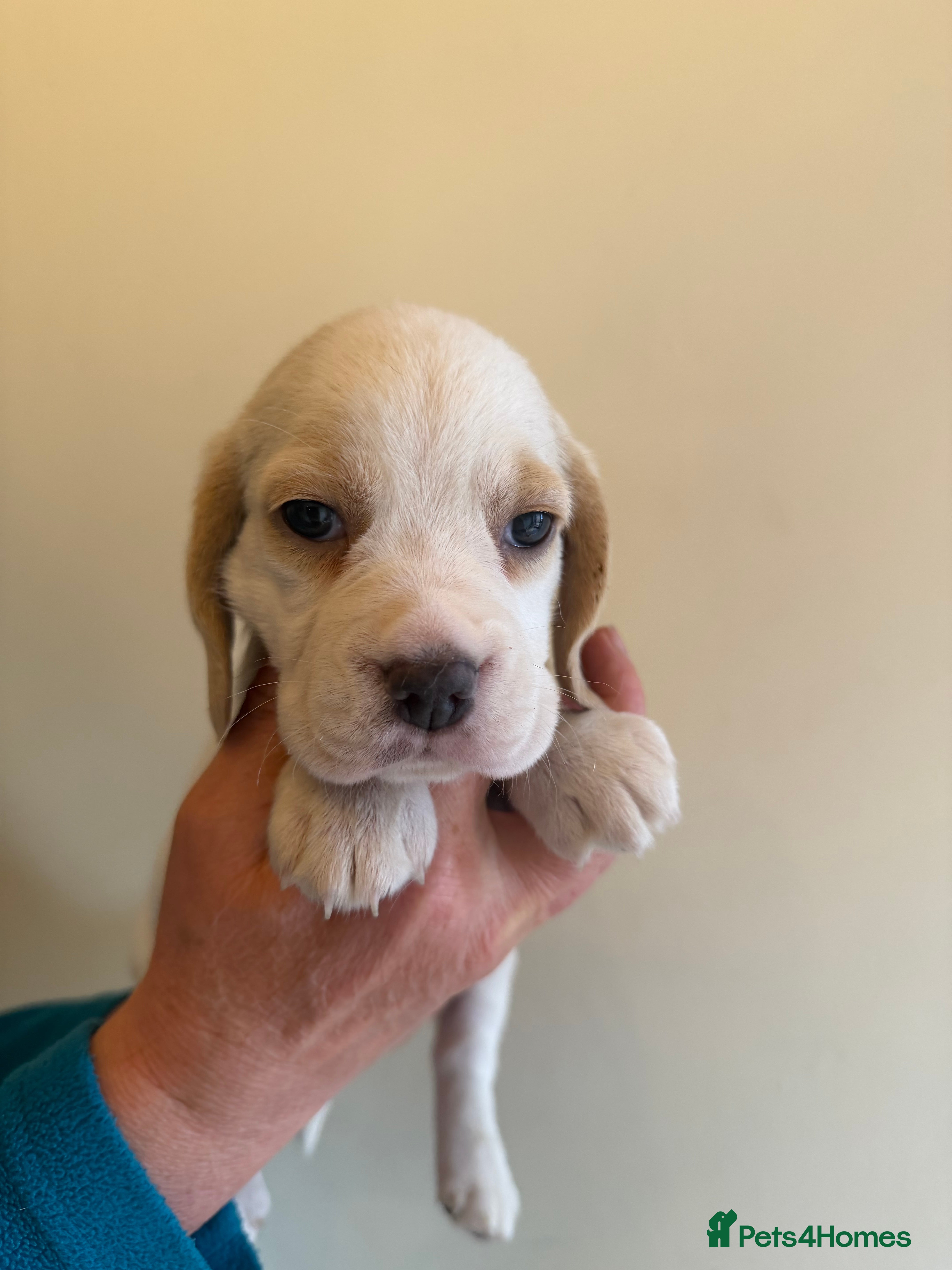Beagle dogs BEAUTIFUL RKC PUPPIES FROM RENOWNED TOP BREEDER  - Advert 1