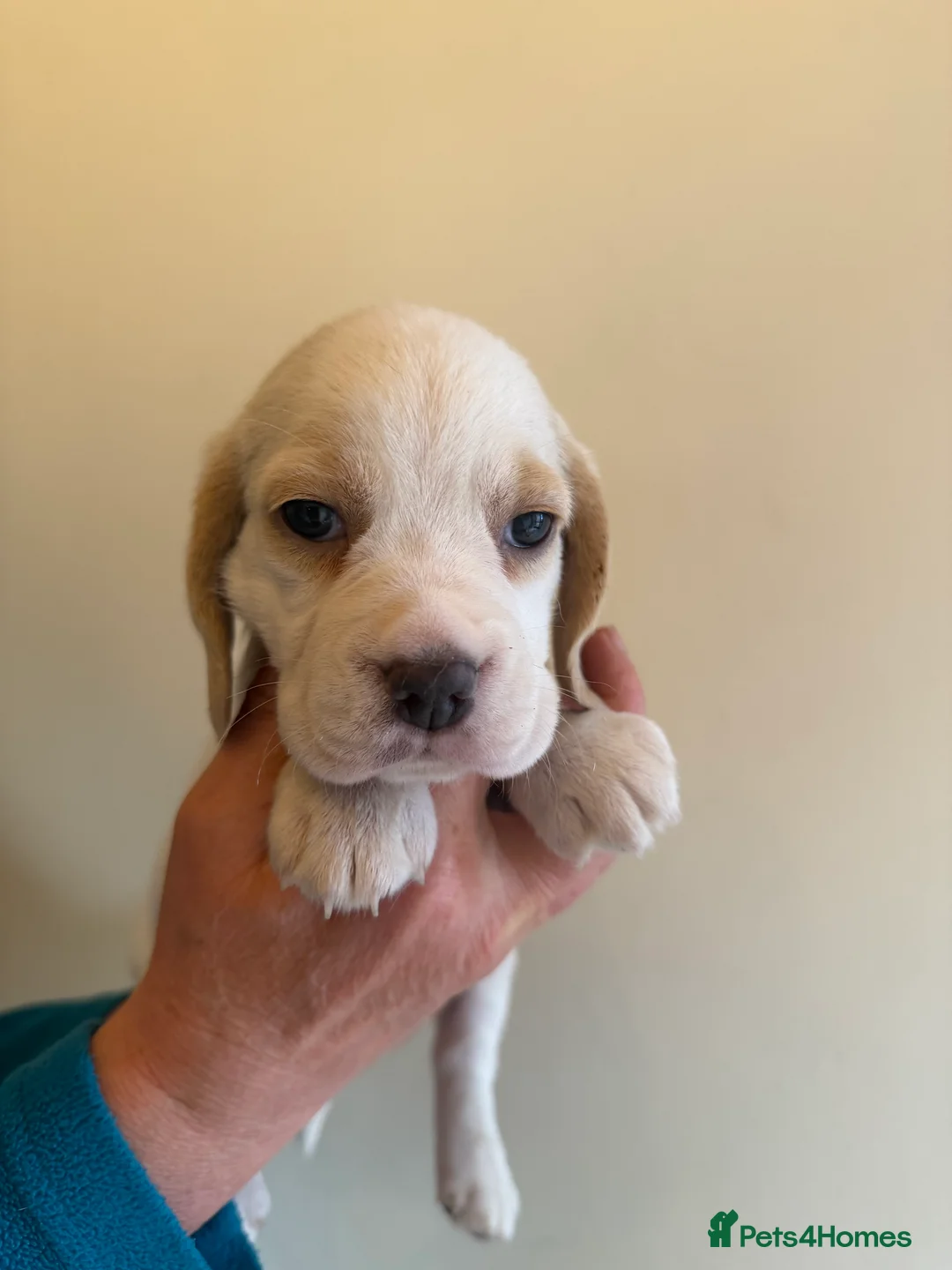 Beagle dogs for sale: BEAUTIFUL RKC PUPPIES FROM RENOWNED TOP BREEDER  - Advert 1