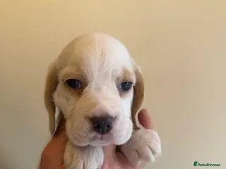 Beagle dogs BEAUTIFUL RKC PUPPIES FROM RENOWNED TOP BREEDER - Advert 1