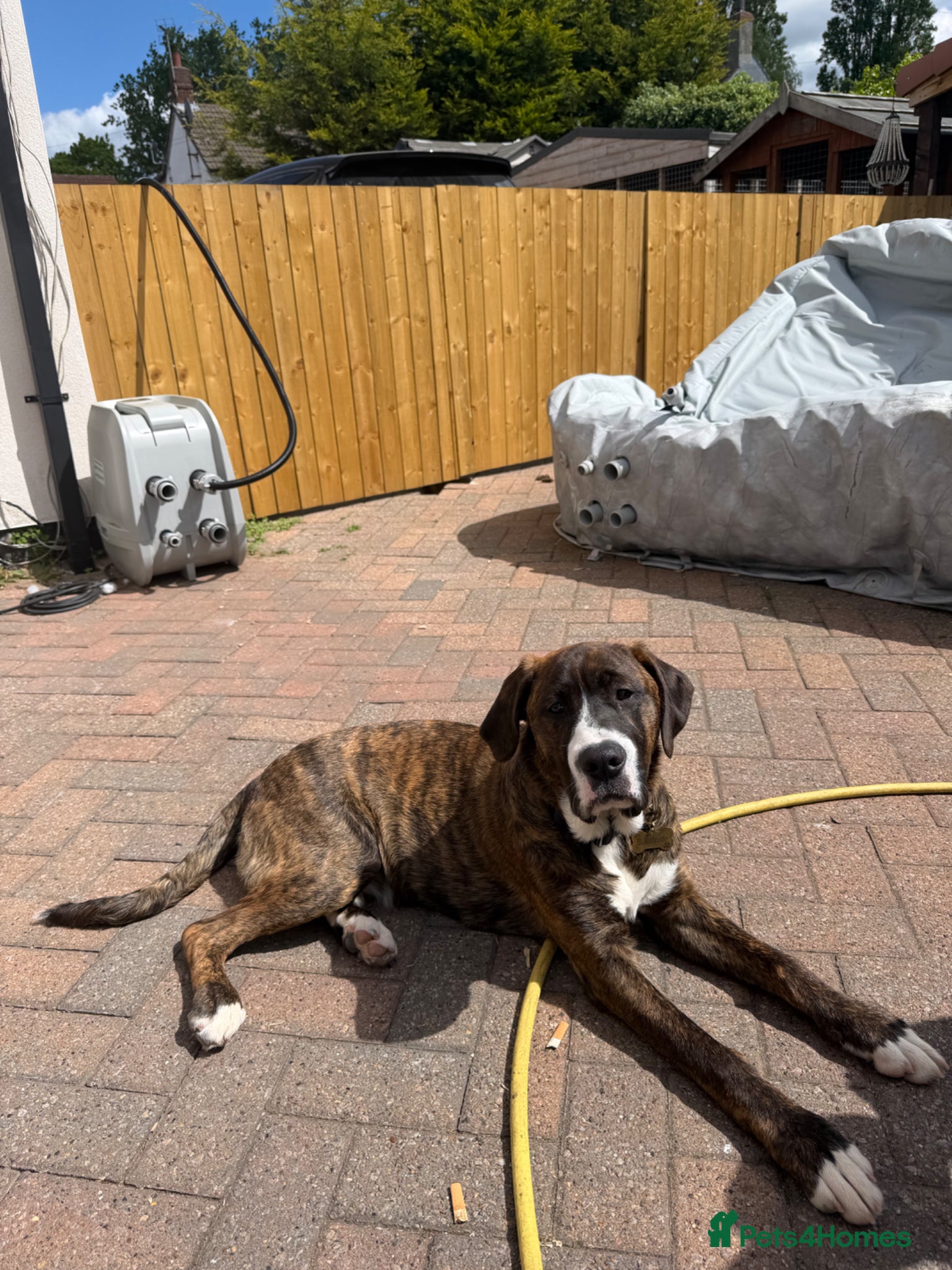 Mixed Breed dogs for sale: cane corso x labrador  - Advert 6