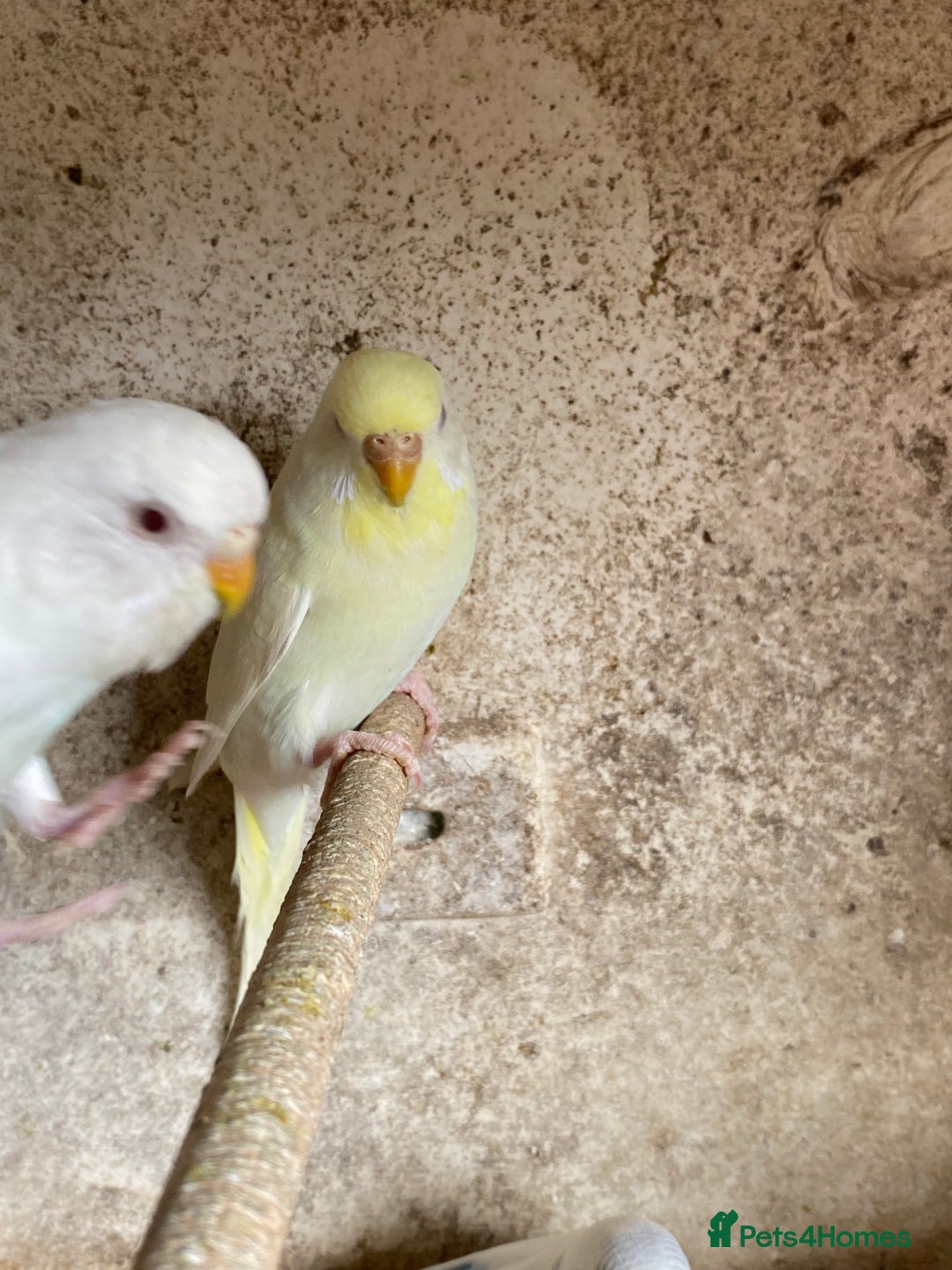 Budgerigars birds for sale: Beautiful Budgies - Image 10