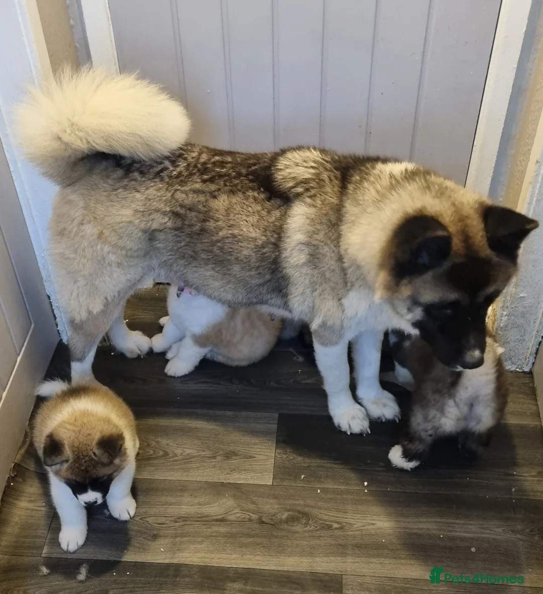 Akita dogs for sale: 9 weeks old Akita pups READY  - Advert 18