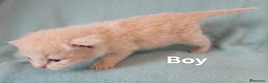 British Shorthair 1