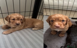 Cocker Spaniel dogs for sale: KC Registered Working Cocker Spaniel Puppies - Image 1