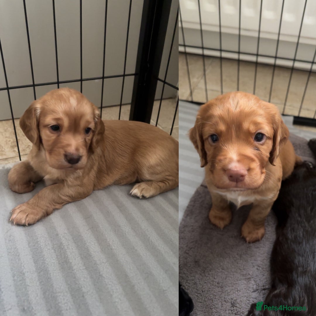 Cocker Spaniel dogs for sale: KC Registered Working Cocker Spaniel Puppies - Image 1