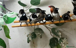 Finches birds for sale: Finches / mannikins / siskins / parrot finch  - Advert 5