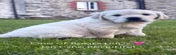 Golden Retriever dogs for stud: CREAM, PROVEN & FULLY DNA CLEAR, ICT 1 & 2 CLEAR - Advert 16