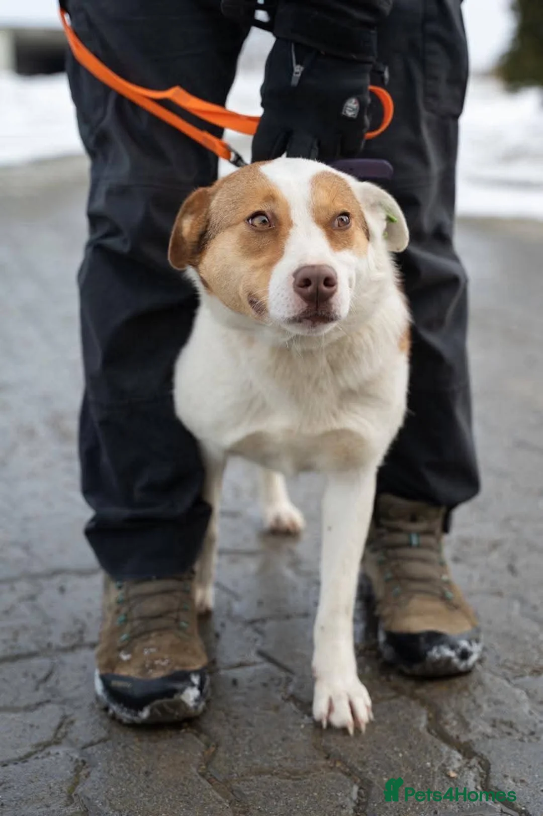 Mixed Breed dogs for adoption: ❤️🐶 LILA – NOT FOR A BUSY HOME in Nottingham - Advert 16
