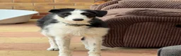 Mixed Breed dogs for sale: MALE lurcher  - Advert 2