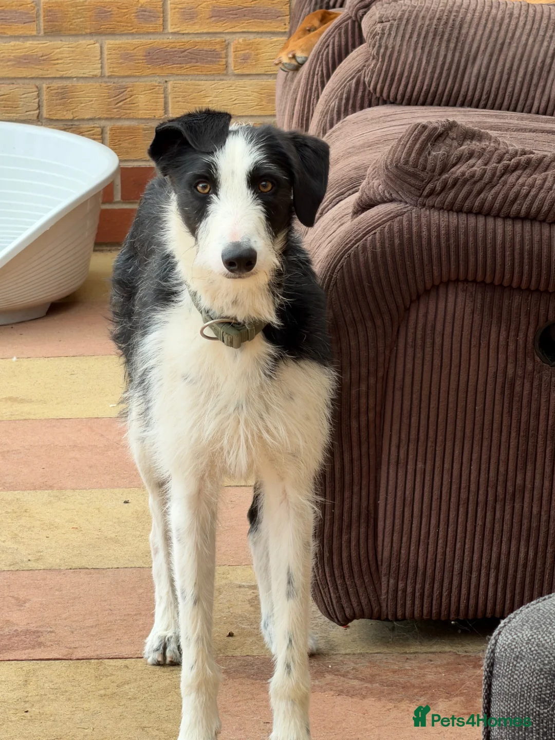 Mixed Breed dogs for sale: MALE lurcher  - Advert 2