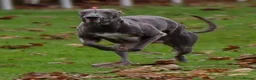 Whippet dogs for stud: Blue KC Pedigree whippet - Advert 7
