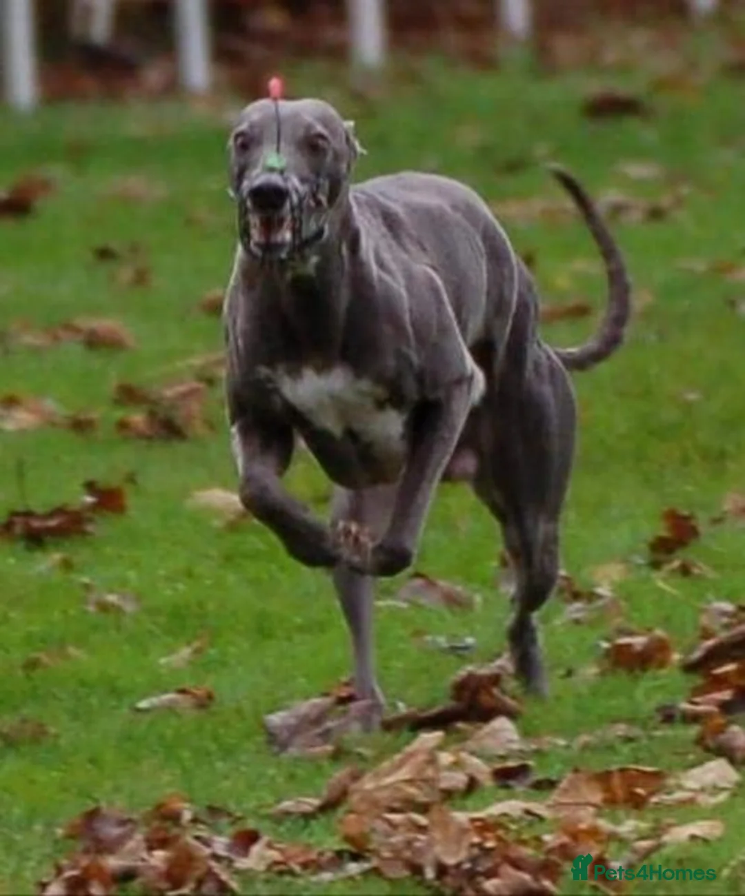Whippet dogs for stud: Blue KC Pedigree whippet - Advert 7