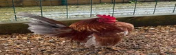 Chickens poultry for sale: Beautiful Trios of Bantams - Advert 12