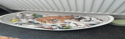 Domestic Shorthair cats for sale: Chaos ginger kitten - Advert 4