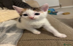 Domestic Shorthair cats for sale: Kittens for sale - Image 6
